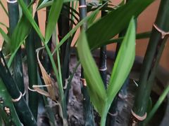 -胡家大厨(西三庄店)