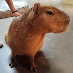 -Zoolung Zoolung动物主题公园(海信广场店)