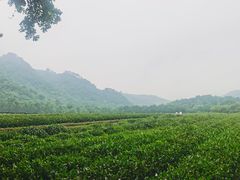 -中国茶叶博物馆(双峰馆区)