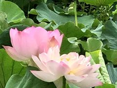 -荷塘月色湿地公园·向阳花洲