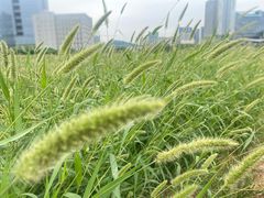 -光明小镇欢乐田园