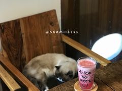 -喵园·猫主题咖啡厅·撸猫·猫咖(国贸店)