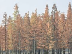 -白鹭湾湿地公园