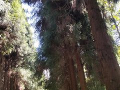 -武陵山森林公园