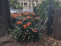 -墨尔本皇家植物园