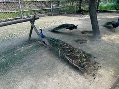 -东平国家森林公园