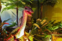 -恐龙探索乐园(磁器口店)