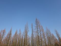 -东平国家森林公园