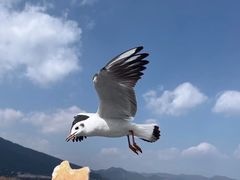 -海埂大坝