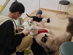 -猫在这儿猫咪咖啡馆·撸猫馆