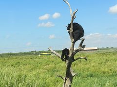 -黑瞎子岛探秘野熊园