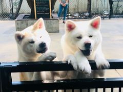 -TrueLove @ Neverland (Husky Cafe)