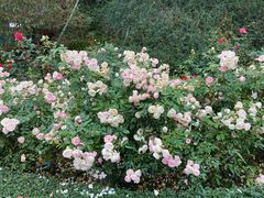 -人民公园(罗湖区)