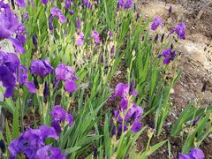 -何鲜菇火锅(大营盘店)