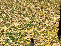 -国家植物园南园