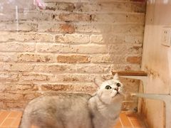 -猫咪博物馆(顶澳仔猫街店)