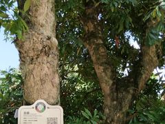 -张坝桂圆林公园