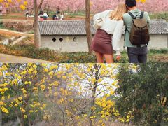 -天适樱花悠乐园