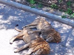 -大连森林动物园