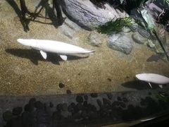 -新加坡海洋生态馆