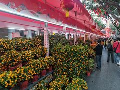 -越秀西湖花市(广州城市广场花卉店)