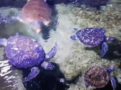 -临沂极地海洋王国