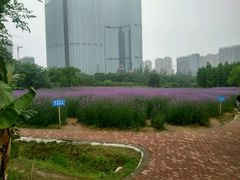 -艾溪湖湿地公园