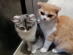 -瞄一喵猫咖(格力海岸店)
