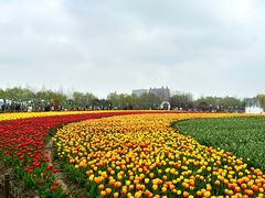 -荷兰花海