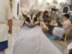 -楼上猫咖(罗湖店)