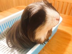 -藦茜花园宠物主题亲子互动体验馆(国顺东路店)
