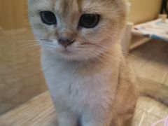 -momokira米努特·德文卷毛猫·棉花面纱犬