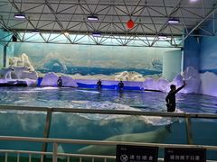 -秦皇岛乐岛海洋王国