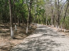 -云岗森林公园