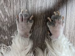 -康乐宝动物医院