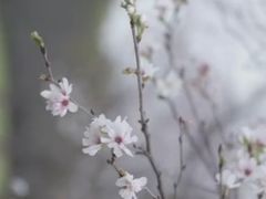-高东镇樱花园