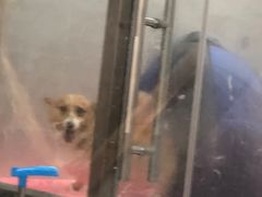 -宠福鑫康馨动物医院·骨科·眼科