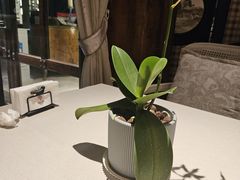 -一棵树·意大利西餐厅One Tree(新城店)