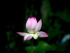 -四川大学(华西校区)