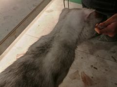 -飞行喵MR PILOT|猫舍·猫咖(静安大融城店)