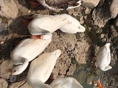 -静之湖湖畔餐厅