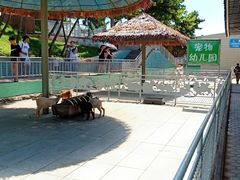 -西霞口神雕山野生动物世界