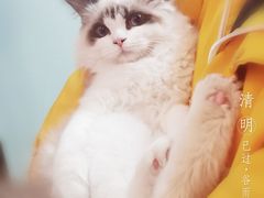 -欣宠猫屋·矮脚拿破仑·蓝金金渐层