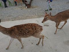 -鹿境梅花鹿生态园区
