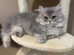 -babydoll猫舍·米努特·德文·缅因(久光中心店)