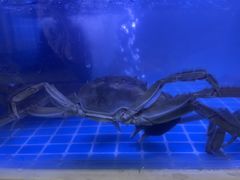 -蟹状元大闸蟹·年货·粽子(成都成华店)