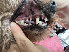 -宠福鑫康馨动物医院·骨科·眼科