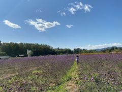 -北京东方普罗旺斯薰衣草庄园