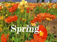 -崇圣寺三塔文化旅游区