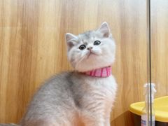 -欣宠猫屋·矮脚拿破仑·蓝金金渐层